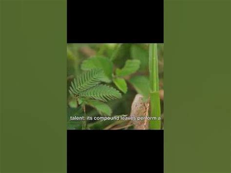 Why Do Ferns Dance and What Lures Us into Their Mysteries?